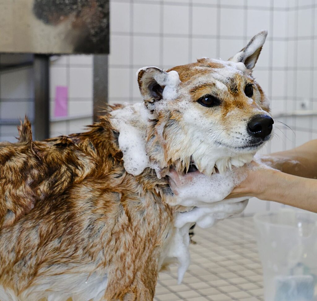 柴犬をシャンプーしている様子