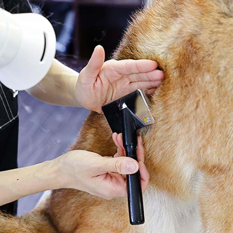 柴犬をトリミングしている様子