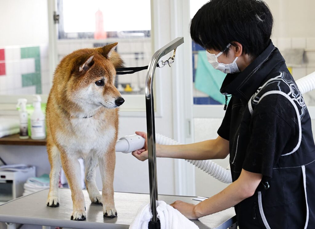 柴犬をトリミングしている様子