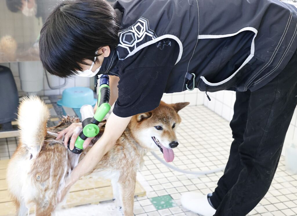 柴犬のシャンプーをしている様子