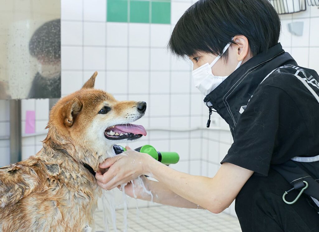 柴犬をシャンプーしている様子